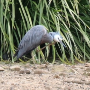 Egretta novaehollandiae at Mittagong, NSW - 13 Sep 2022