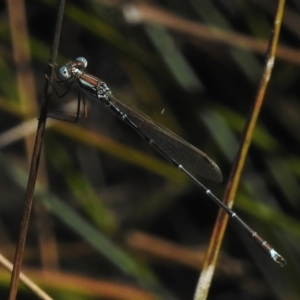 Austrolestes analis at Throsby, ACT - 17 Jan 2023 11:09 AM