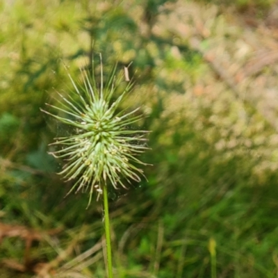 Echinopogon ovatus (Forest Hedgehog Grass) at Tidbinbilla Nature Reserve - 17 Jan 2023 by Mike