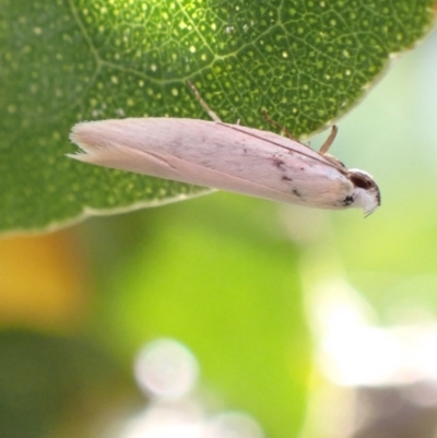 Scieropepla polyxesta (Xyloryctidae) at Murrumbateman, NSW - 16 Jan 2023 by SimoneC