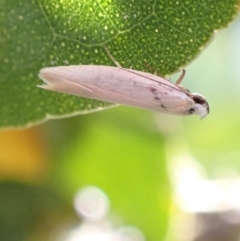 Scieropepla polyxesta (A Gelechioid moth (Xyloryctidae)) at Murrumbateman, NSW - 16 Jan 2023 by SimoneC