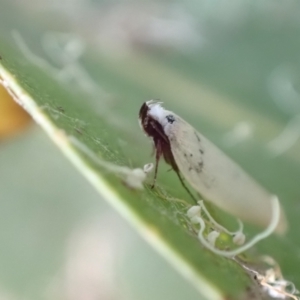 Scieropepla polyxesta at Murrumbateman, NSW - 16 Jan 2023