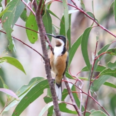 Acanthorhynchus tenuirostris (Eastern Spinebill) at Wingecarribee Local Government Area - 15 Sep 2022 by JanHartog