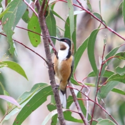 Acanthorhynchus tenuirostris (Eastern Spinebill) at Alpine, NSW - 15 Sep 2022 by JanHartog