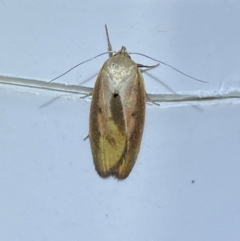 Ptyoptila matutinella (Wingia Group) at Jerrabomberra, NSW - 14 Jan 2023 by SteveBorkowskis
