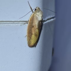 Ptyoptila matutinella at Jerrabomberra, NSW - 14 Jan 2023