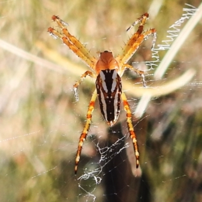 Plebs bradleyi (Enamelled spider) at Throsby, ACT - 17 Jan 2023 by JohnBundock