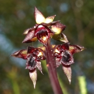 Corunastylis woollsii at Vincentia, NSW - suppressed