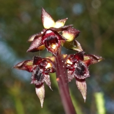 Corunastylis woollsii (Dark Midge Orchid) at Vincentia, NSW - 15 Jan 2023 by RobG1