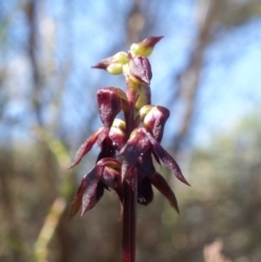 Corunastylis woollsii at Vincentia, NSW - suppressed