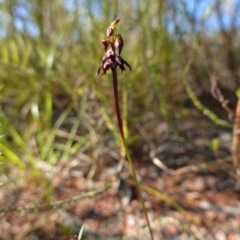 Corunastylis woollsii at Vincentia, NSW - suppressed