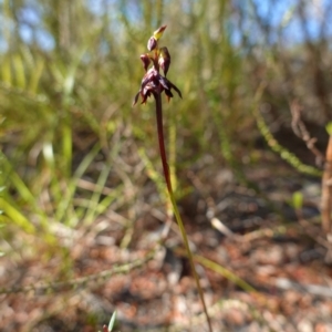 Corunastylis woollsii at Vincentia, NSW - suppressed