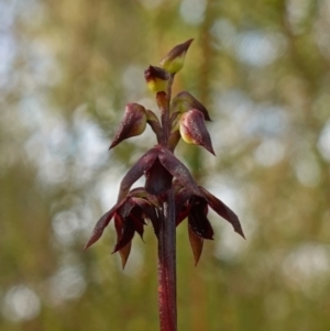 Corunastylis woollsii at Vincentia, NSW - suppressed