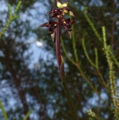 Corunastylis woollsii at Vincentia, NSW - suppressed