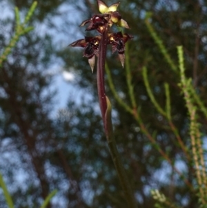 Corunastylis woollsii at Vincentia, NSW - suppressed