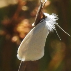 Tipanaea patulella (A Crambid moth) at Mulligans Flat - 17 Jan 2023 by JohnBundock