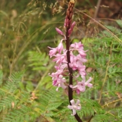 Dipodium roseum (Rosy Hyacinth Orchid) at Paddys River, ACT - 15 Jan 2023 by JohnBundock