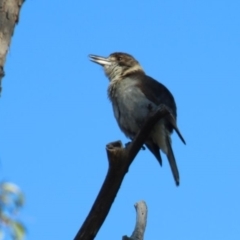 Cracticus torquatus (Grey Butcherbird) at Upper Nepean - 30 Aug 2022 by JanHartog