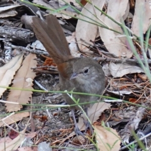 Dasyornis brachypterus at Vincentia, NSW - suppressed