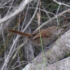 Dasyornis brachypterus at Vincentia, NSW - suppressed