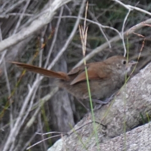 Dasyornis brachypterus at Vincentia, NSW - suppressed