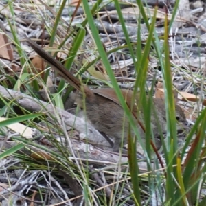 Dasyornis brachypterus at Vincentia, NSW - 15 Jan 2023