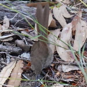 Dasyornis brachypterus at Vincentia, NSW - 15 Jan 2023