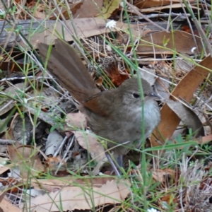 Dasyornis brachypterus at Vincentia, NSW - suppressed