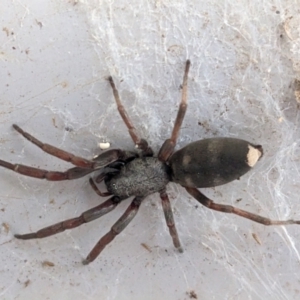 Lampona sp. (genus) at Kambah, ACT - 17 Jan 2023