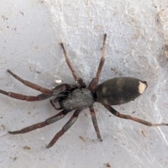 Lampona sp. (genus) (White-tailed spider) at Kambah, ACT - 17 Jan 2023 by HelenCross