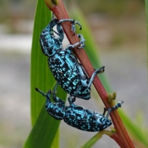 Chrysolopus spectabilis at Vincentia, NSW - suppressed