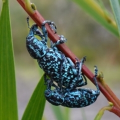 Chrysolopus spectabilis at Vincentia, NSW - suppressed