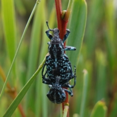 Chrysolopus spectabilis at Vincentia, NSW - suppressed