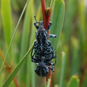 Chrysolopus spectabilis at Vincentia, NSW - suppressed