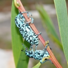 Chrysolopus spectabilis at Vincentia, NSW - suppressed