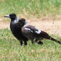 Gymnorhina tibicen (Australian Magpie) at Fyshwick, ACT - 17 Jan 2023 by RodDeb