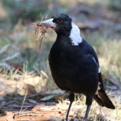 Gymnorhina tibicen at Fyshwick, ACT - 17 Jan 2023