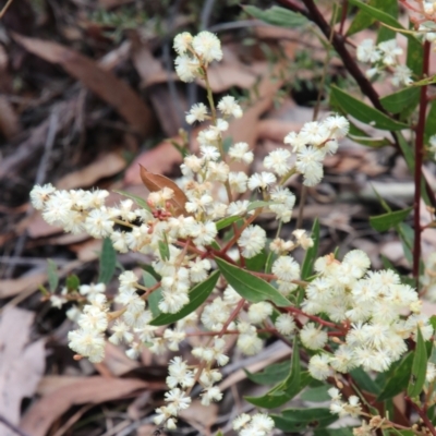 Acacia myrtifolia (Myrtle Wattle) at Alpine, NSW - 27 Aug 2022 by JanHartog