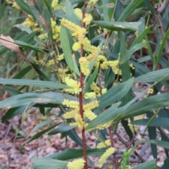 Acacia longifolia (Sydney Golden Wattle) at Alpine, NSW - 28 Aug 2022 by JanHartog