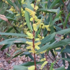 Acacia longifolia (Sydney Golden Wattle) at Alpine, NSW - 27 Aug 2022 by JanHartog