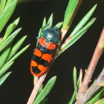 Castiarina crenata (Jewel beetle) at Wee Jasper, NSW - 17 Jan 2023 by Harrisi
