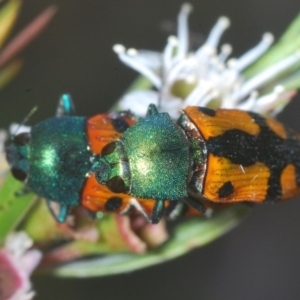 Castiarina scalaris at Wee Jasper, NSW - 17 Jan 2023