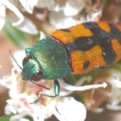 Castiarina scalaris at Wee Jasper, NSW - 17 Jan 2023