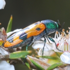 Castiarina scalaris at Wee Jasper, NSW - 17 Jan 2023 05:49 PM