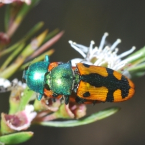 Castiarina scalaris at Wee Jasper, NSW - 17 Jan 2023 05:49 PM