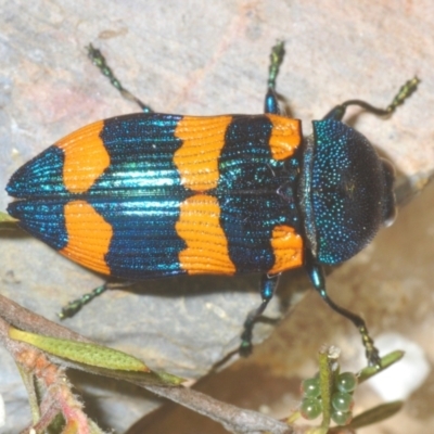 Castiarina klugii (Jewel beetle) at Wee Jasper, NSW - 18 Jan 2023 by Harrisi