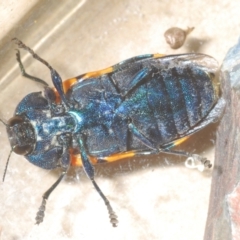 Castiarina klugii at Wee Jasper, NSW - 18 Jan 2023