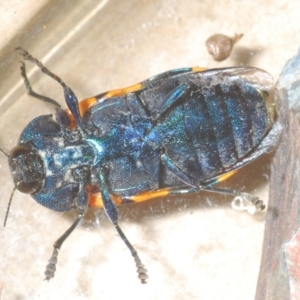 Castiarina klugii at Wee Jasper, NSW - 18 Jan 2023