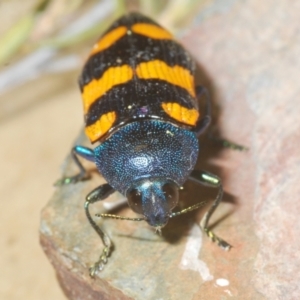 Castiarina klugii at Wee Jasper, NSW - 18 Jan 2023 12:00 AM