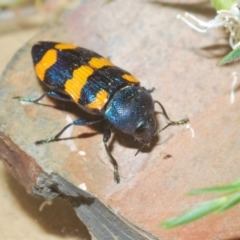 Castiarina klugii at Wee Jasper, NSW - 18 Jan 2023 12:00 AM